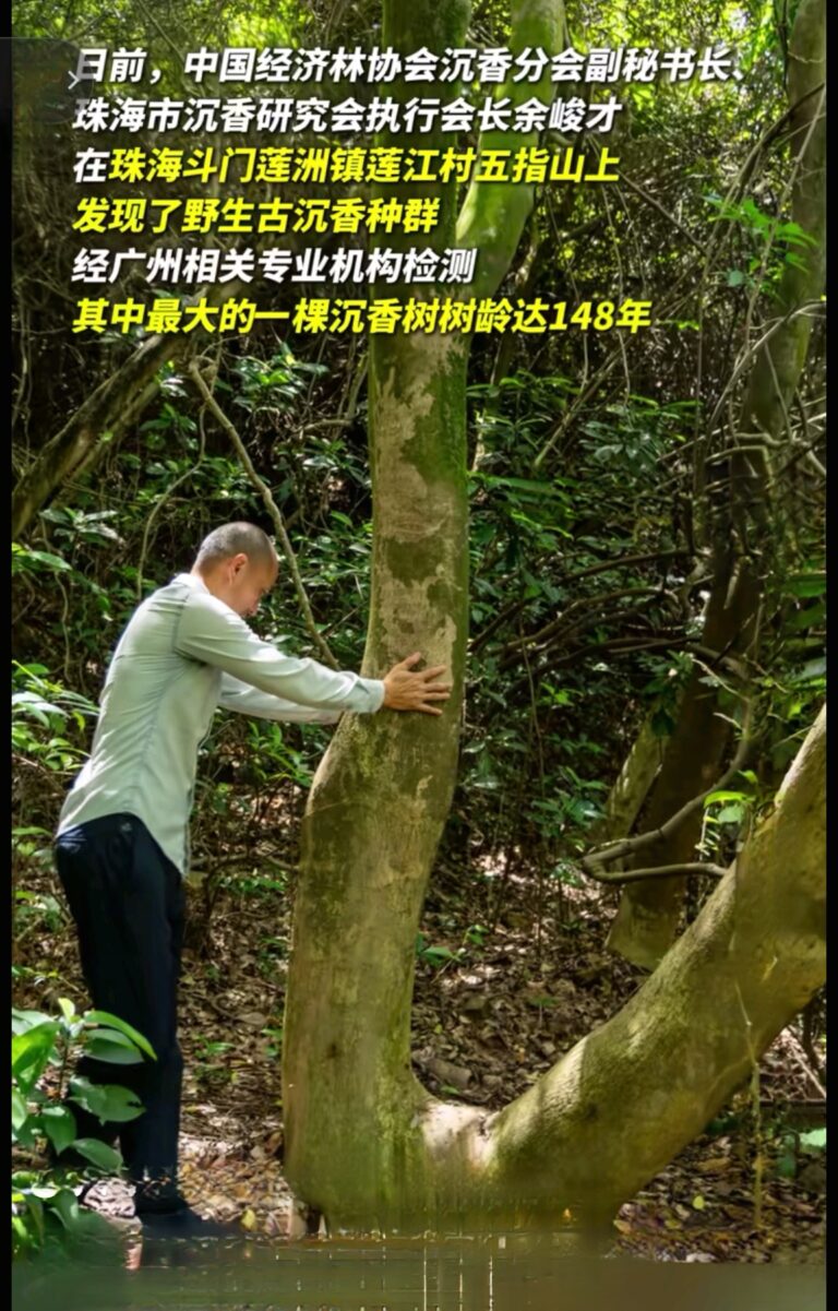 广东珠海发现野生古沉香种群