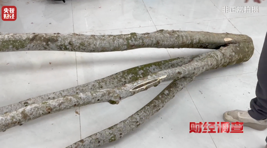 央视《财经调查》揭秘“直播间”假沉香