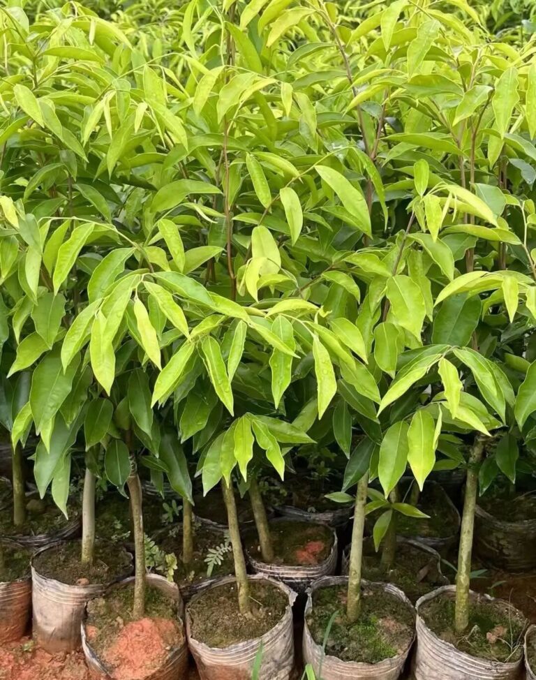 中国沉香产业规划政策