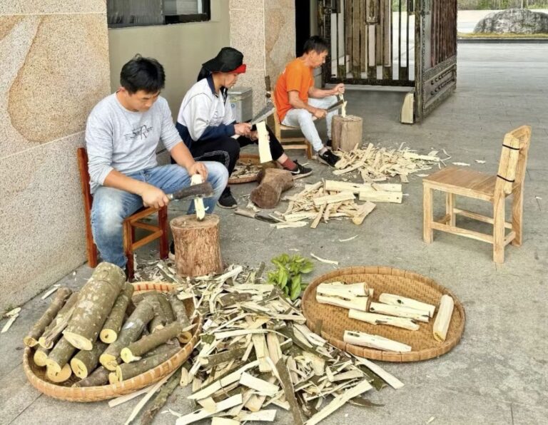 种植沉香的采收与加工