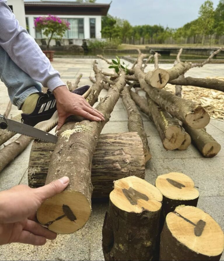 《中国药典》奇楠沉香的质量分析与评价