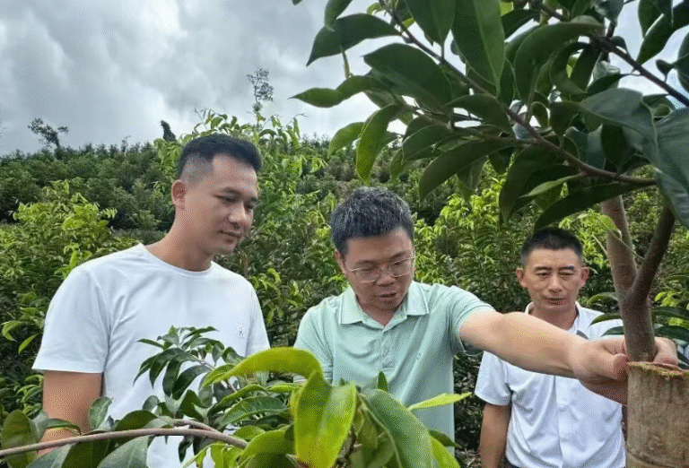 科技助农结“香”缘:海南沉香产业焕新机
