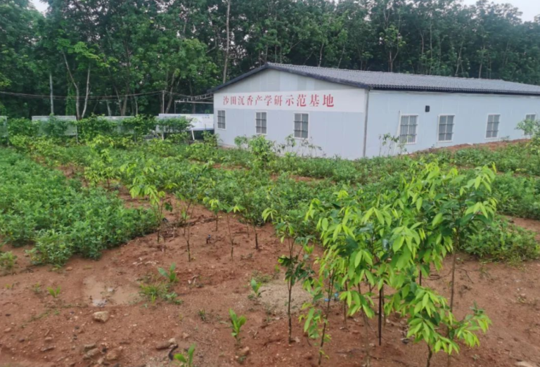 海南将建国际沉香交易中心