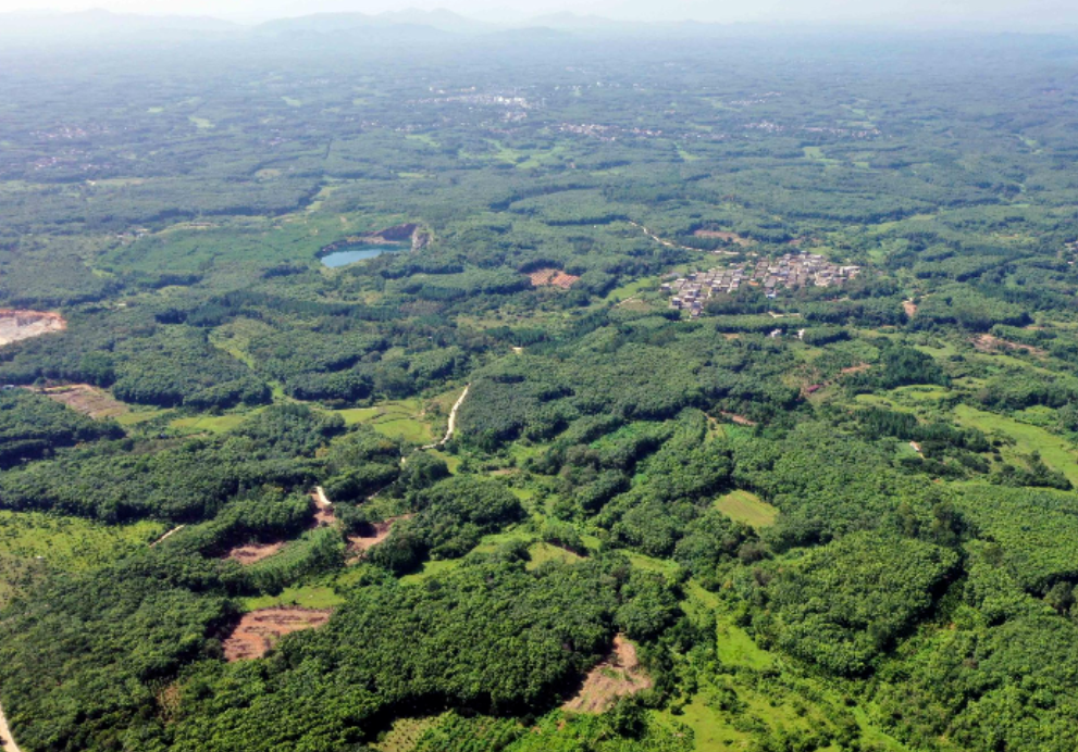 澄迈县加乐镇长岭村委会效古村沉香树林