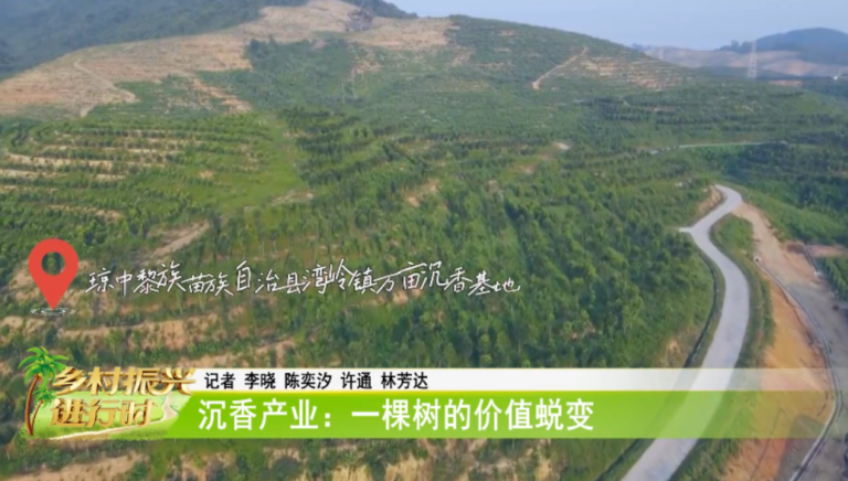 沉香产业：一棵沉香树的价值蜕变