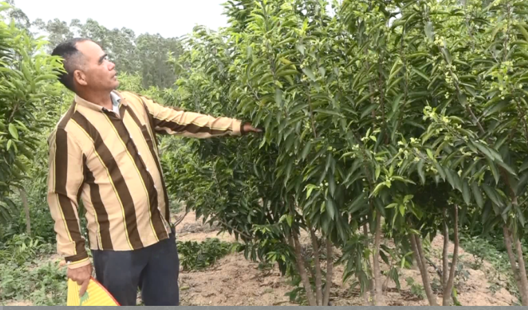 高有德：一棵沉香树带富一方人