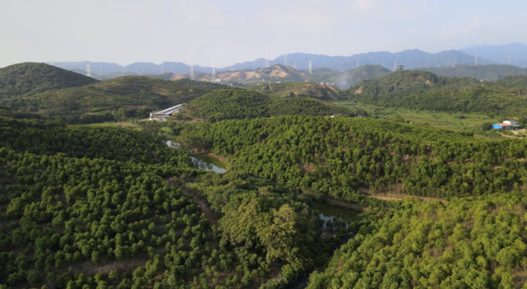 奇楠沉香：还未被定义的“宝藏”！