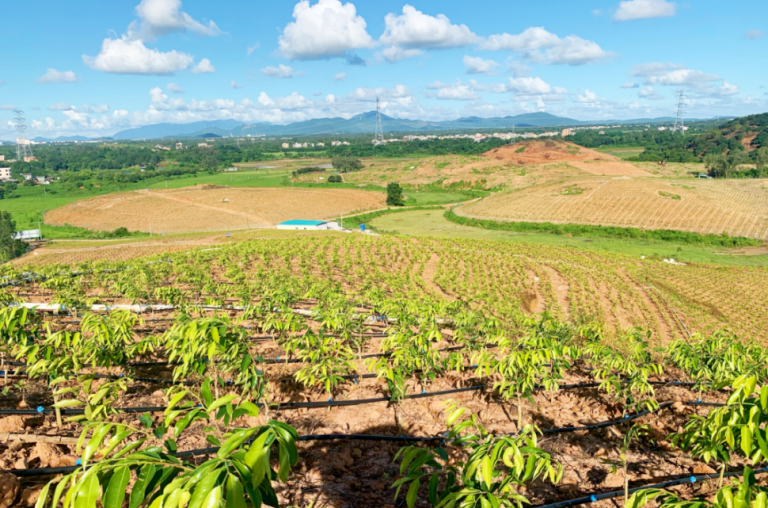 香约：首届中国（茂名）电白奇楠沉香产业博览会