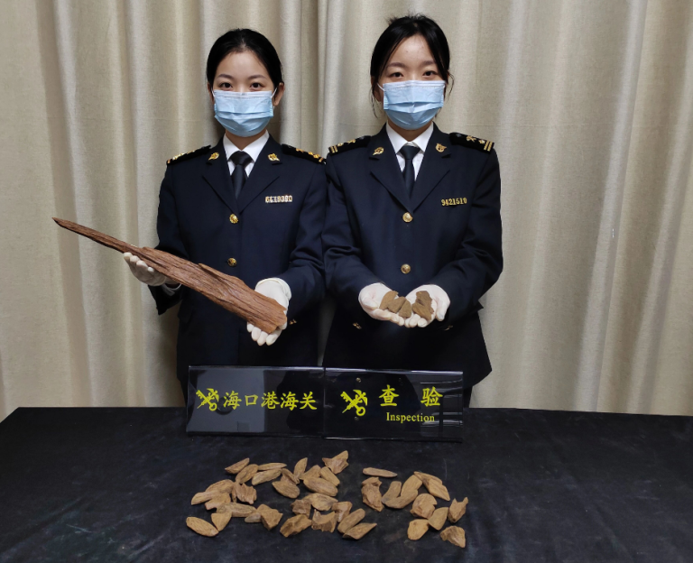 广州海关海口海关相继查获濒危木种沉香