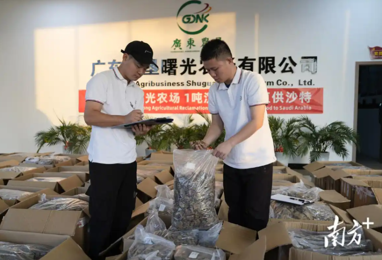 电白沉香出海“奇遇记”