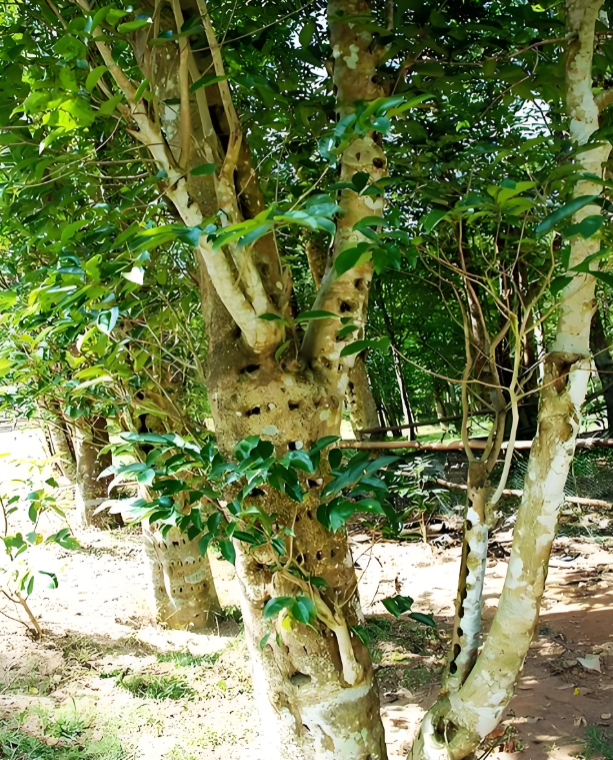 屯昌沉香种植现状