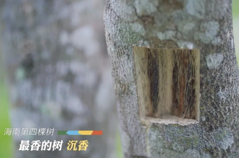 沉香—世界上最香的树