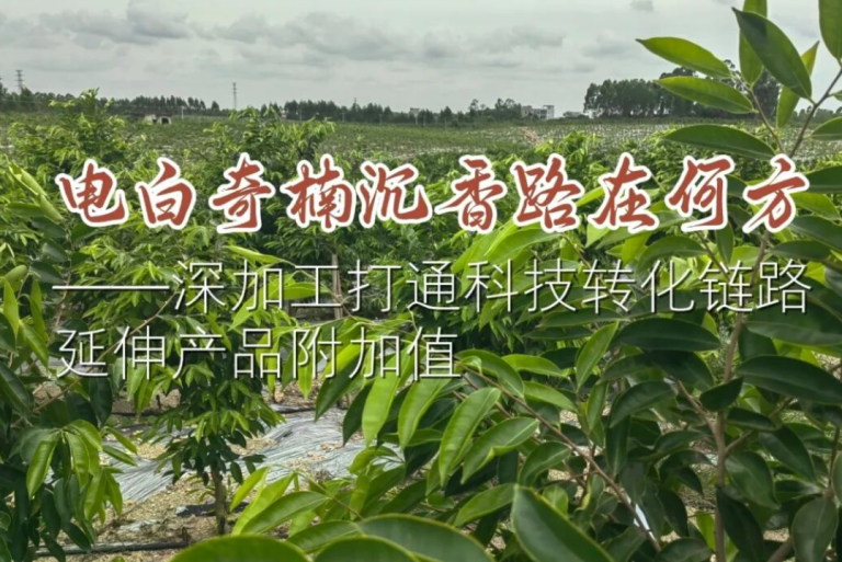 电白奇楠沉香路在何方？