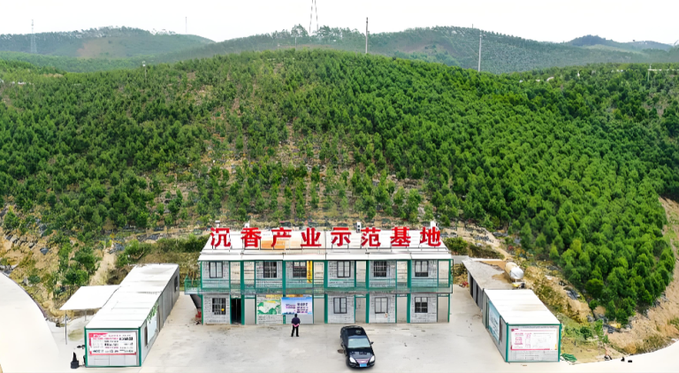 澄迈县沉香综合保险方案落地